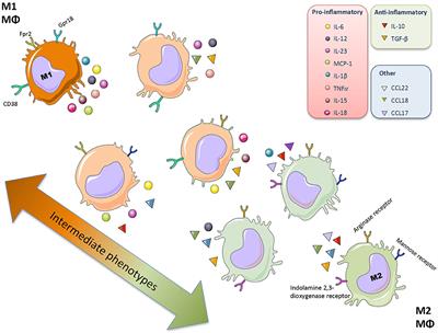 Role of Macrophages and Related Cytokines in Kidney Disease